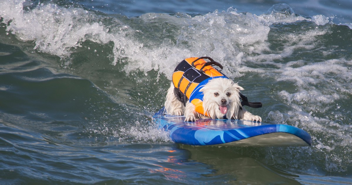 Dogs Compete in Huntington Beach Surfing Competition