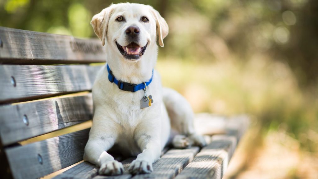 Un Labrador Retriever jaune assis sur un banc de parc.