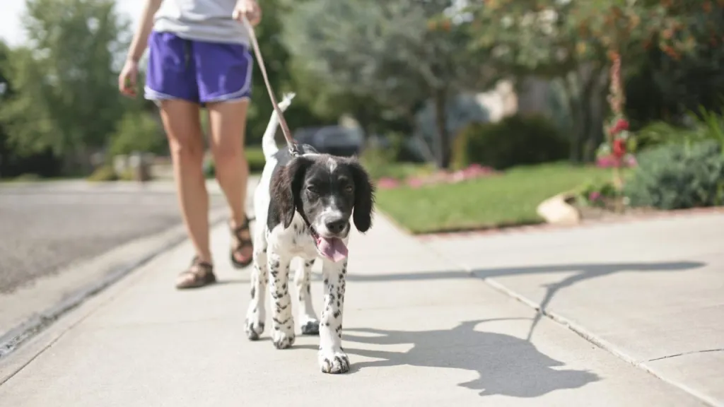 These tricks for walking your dog can help make a walk go more smoothly.