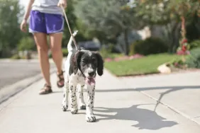 5 Tricks to Help You Walk Your Dog  