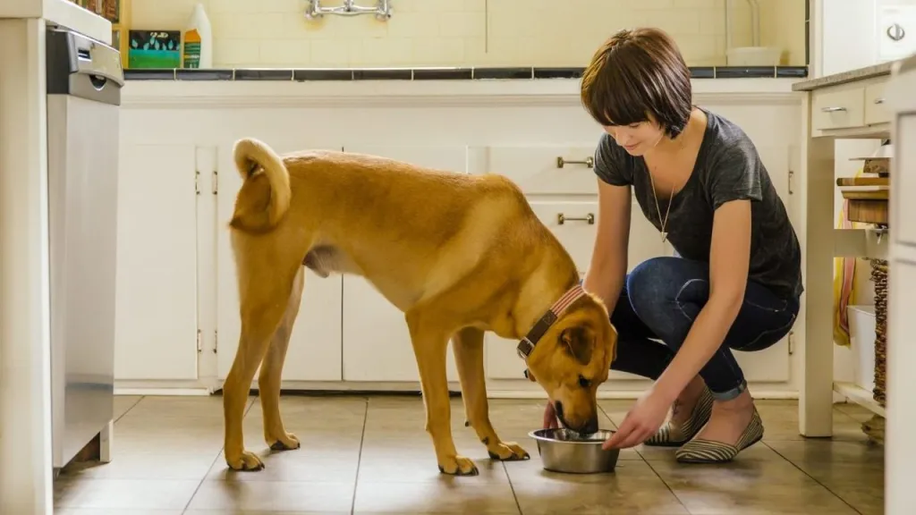 Woman free feeding dog in kitchen.
