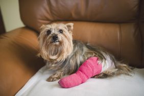Small terrier dog with an injured leg wrapped in a bandage sitting on a chair.