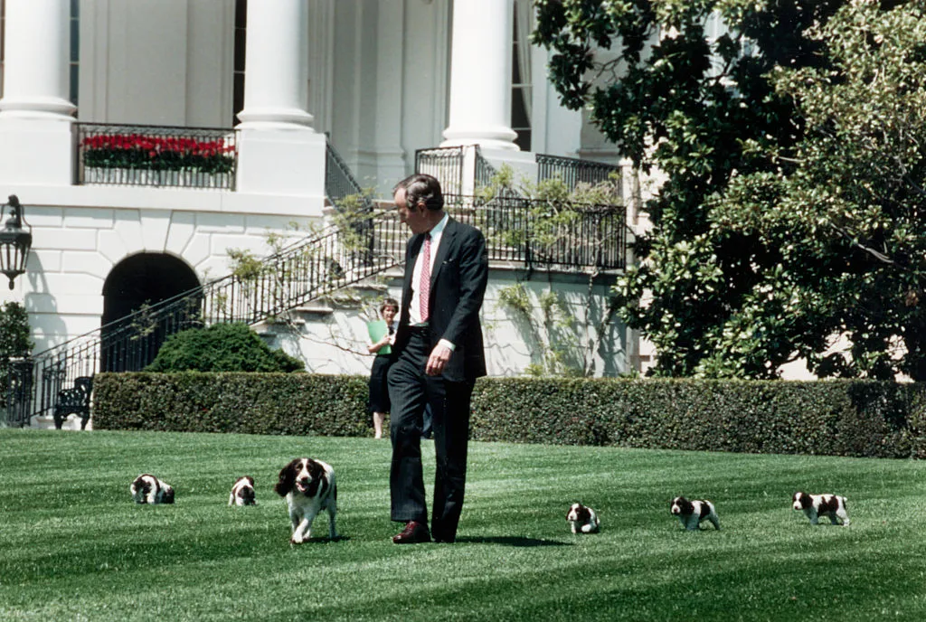 President George Bush walks across the White House lawn with his springer spaniel, Millie and her puppies. April 20, 1989