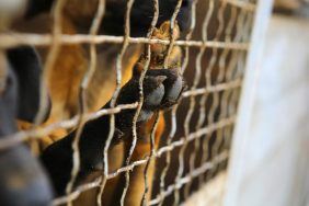 A dog paw sticking through a kennel.