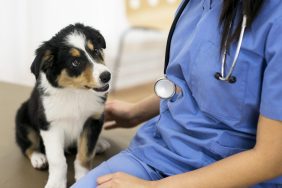 Border Collie puppy with nurse guide as puppy joins hospital staff.
