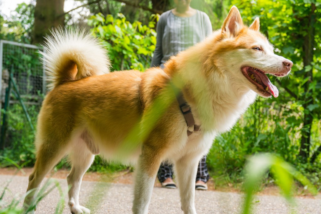 Icelandic Sheepdog walking