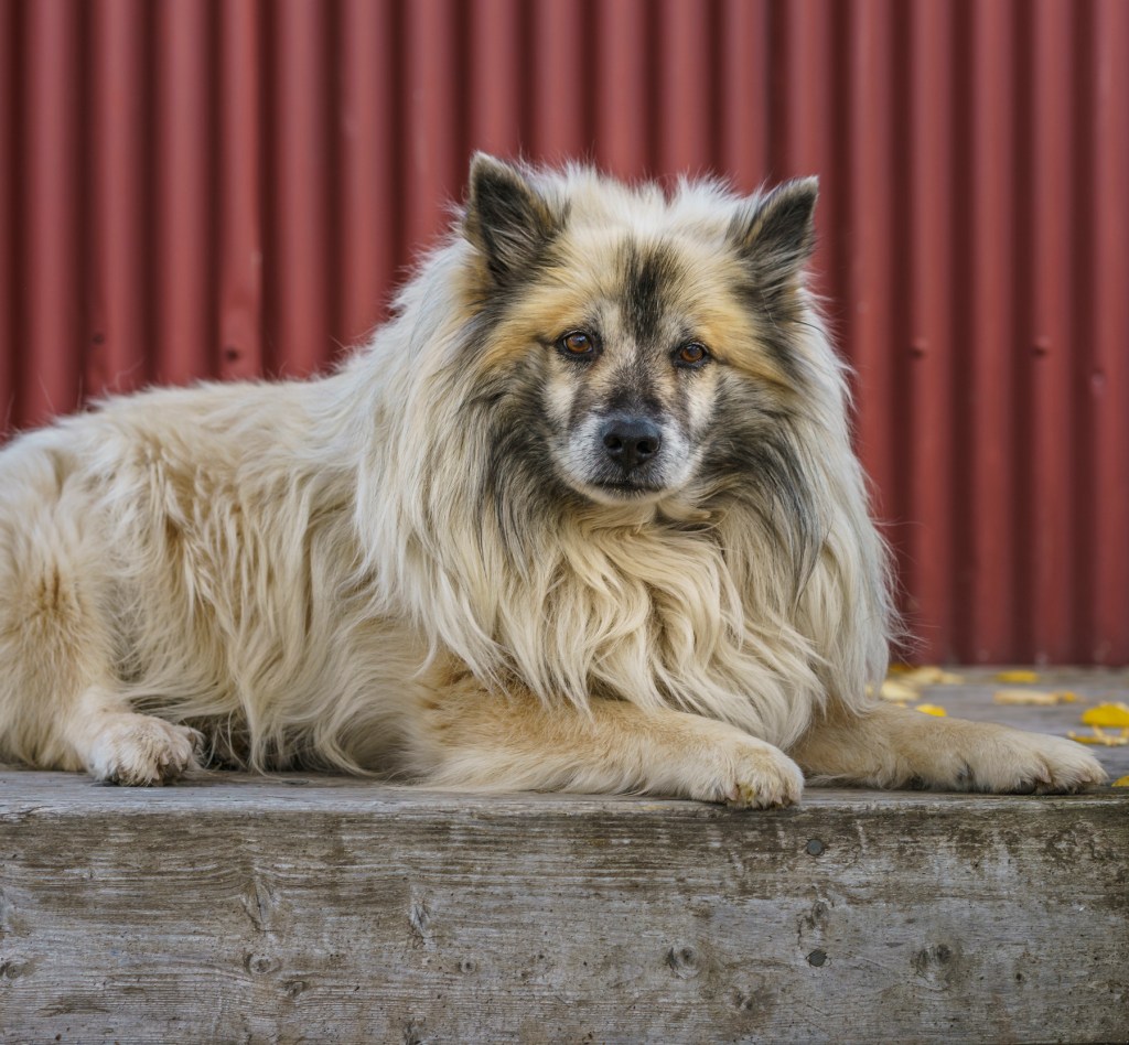 Icelandic Sheepdog lying down