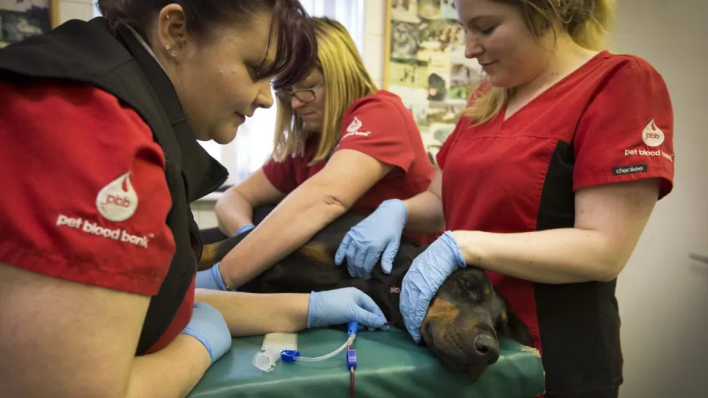 A dog receiving a blood transfusion under veterinary care.