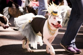 Dog in costume walking in dog parade.