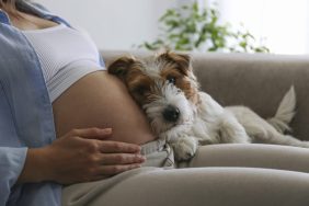 Jack Russell Terrier dog lying on lap and sensing pregnancy in human.