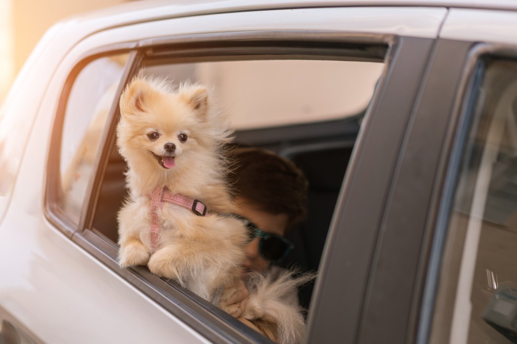 Pomeranian dog on the car window, going for travel