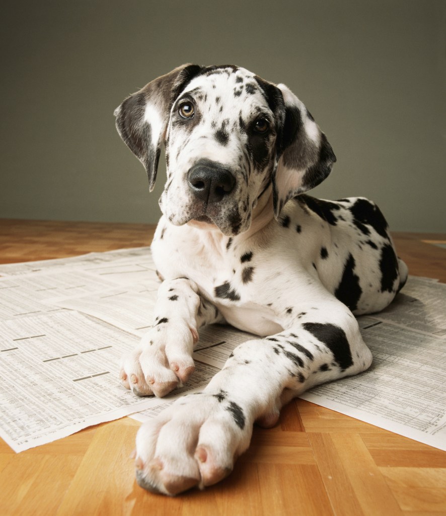 Spotted Great Dane puppy on newspaper