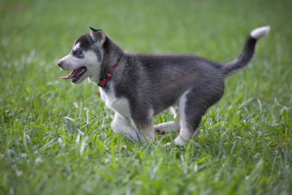Siberian Husky running in grass