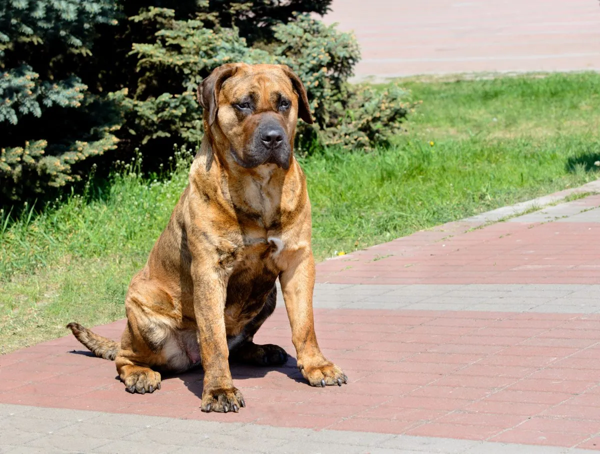 Canary best sale mastiff dog