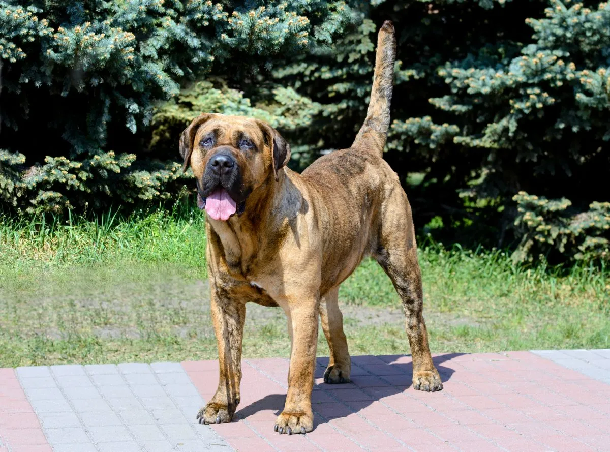 Presa canario best sale boxer mix