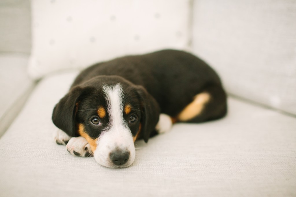 Black, white, and tan puppy lying on taupe couch.