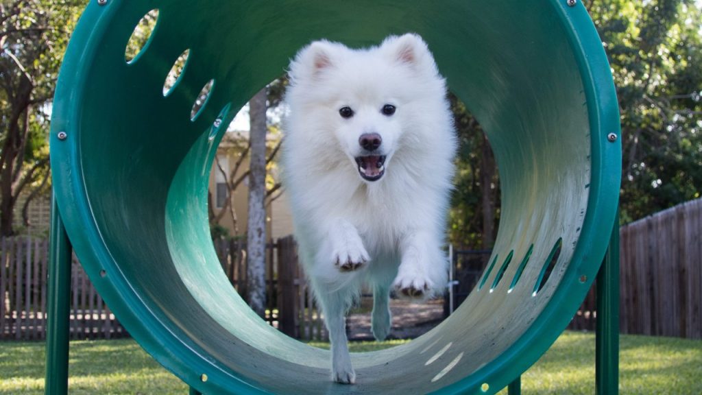 An American Eskimo Dog leaps through an agility course.
