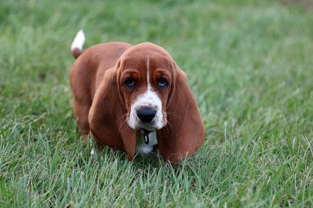Basset Hound puppy in grass with super droopy ears