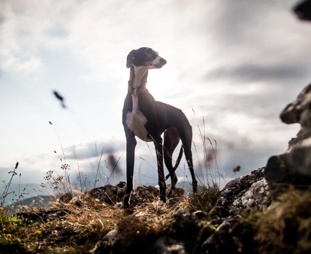 A greyhound looking at landscape in the top of a mountain.