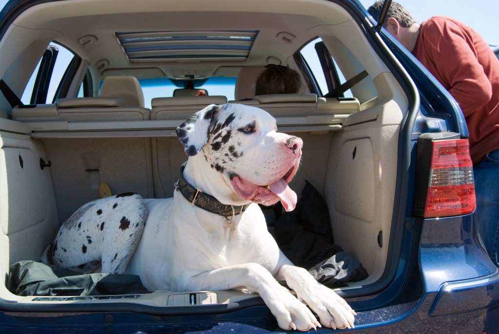 White Great Dane Dog Breed