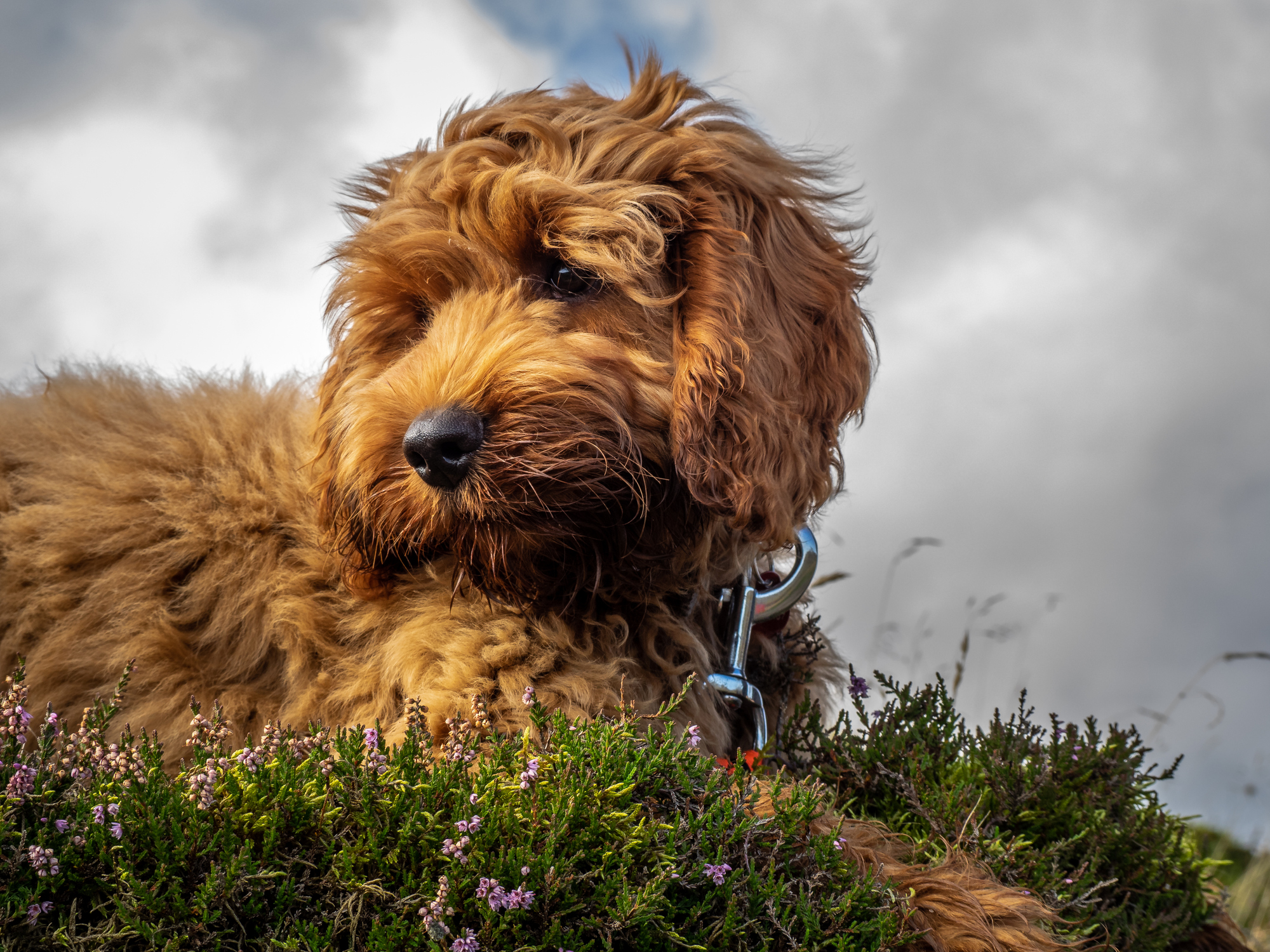 Cockapoo dogtime store