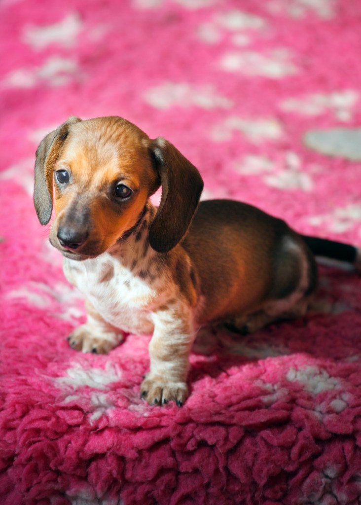 Dachshund puppy on blanket