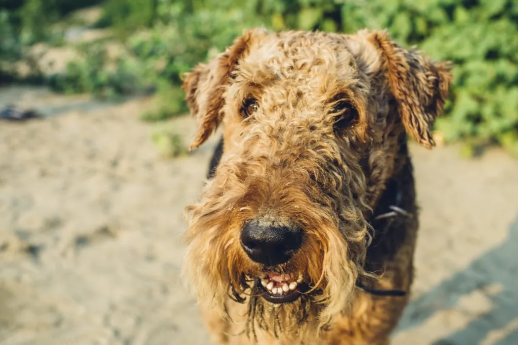 airedale terrier on the beach
