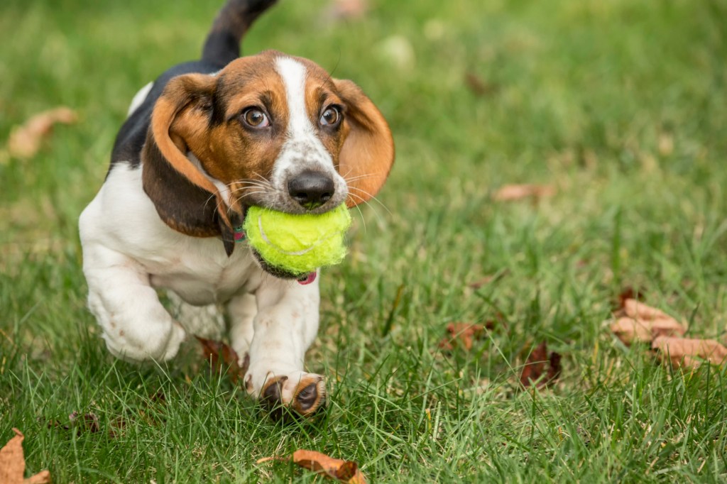 Basset Hound running with tennis ball in mouth