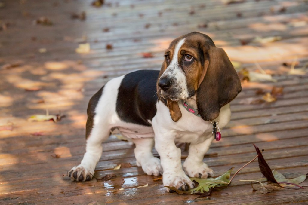 Basset Hound puppy