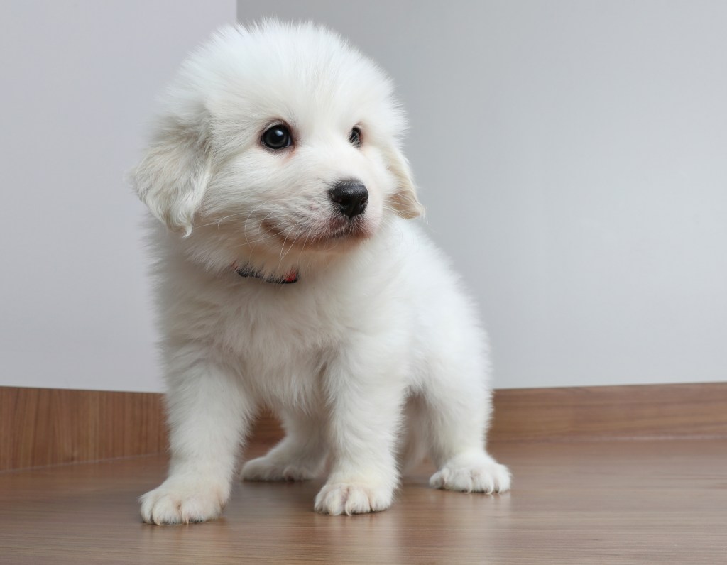 Great Pyrenees puppy with big, dark eyes