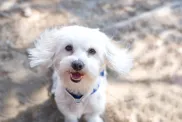 A Maltese dog, one of popular toy dog breeds, smiling at camera with ears in the wind.
