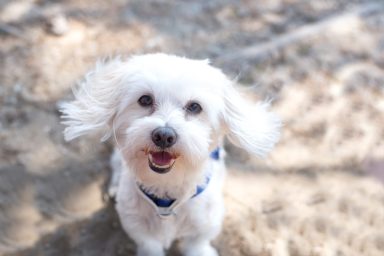 A Maltese dog, one of popular toy dog breeds, smiling at camera with ears in the wind.