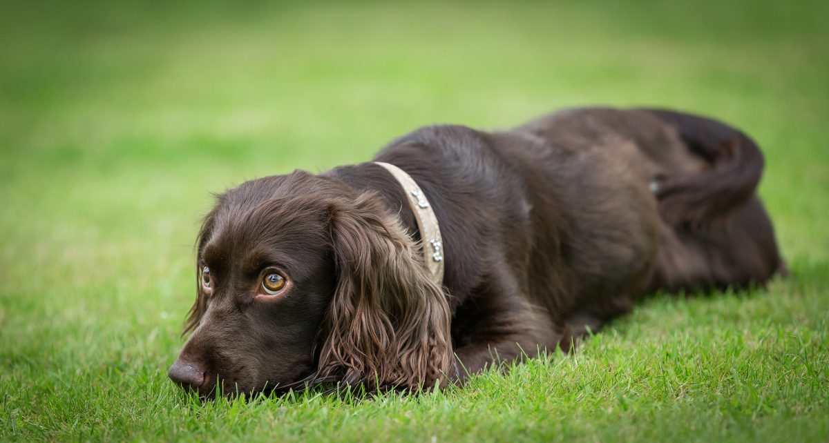 Boykin 2024 spaniel akc