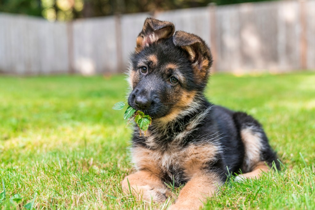 German Shepherd puppy lying down on lawn