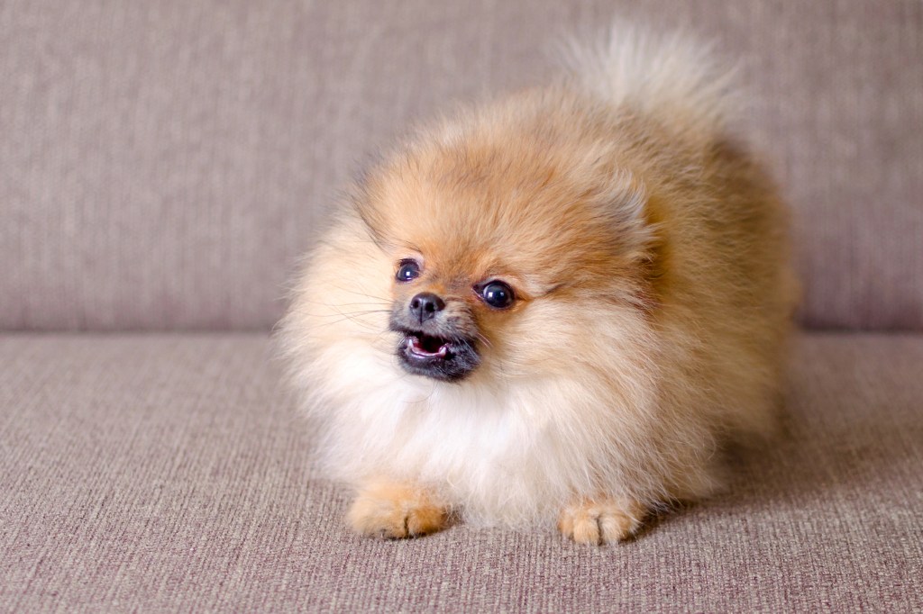 Pomeranian dog displaying dominant behavior on couch