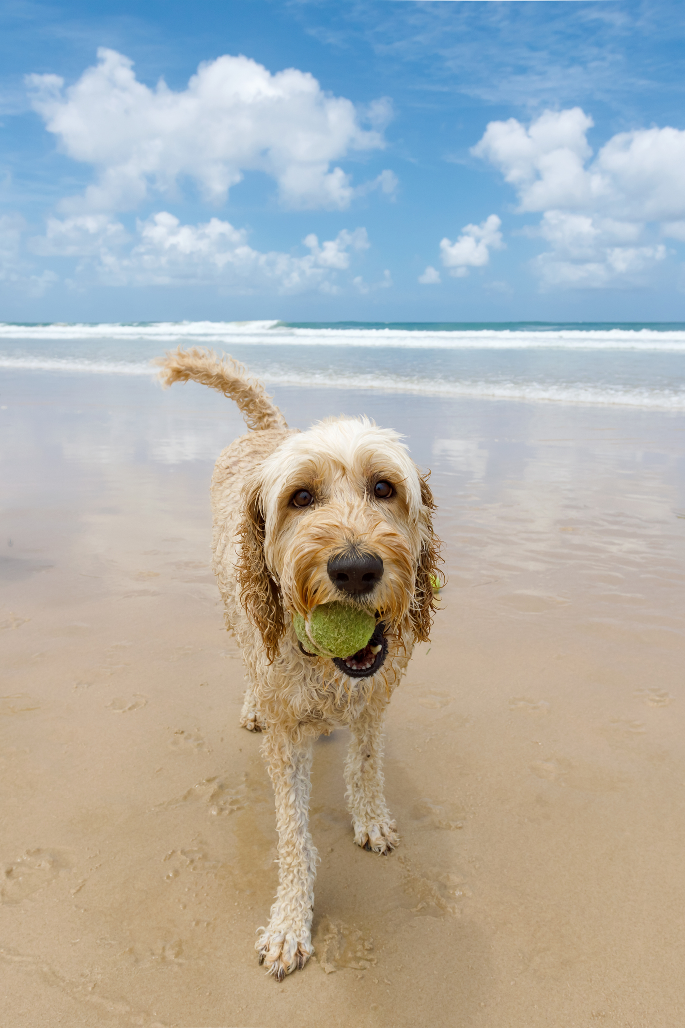 Australian Labradoodle Dog Breed Information & Characteristics