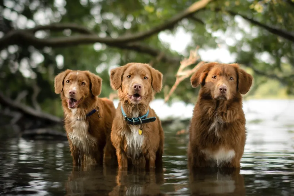 trio of nova scotia duck tolling retrievers