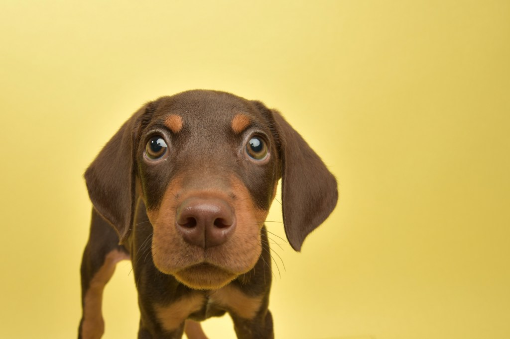 Doberman Pinscher puppy close-up with mustard yellow background