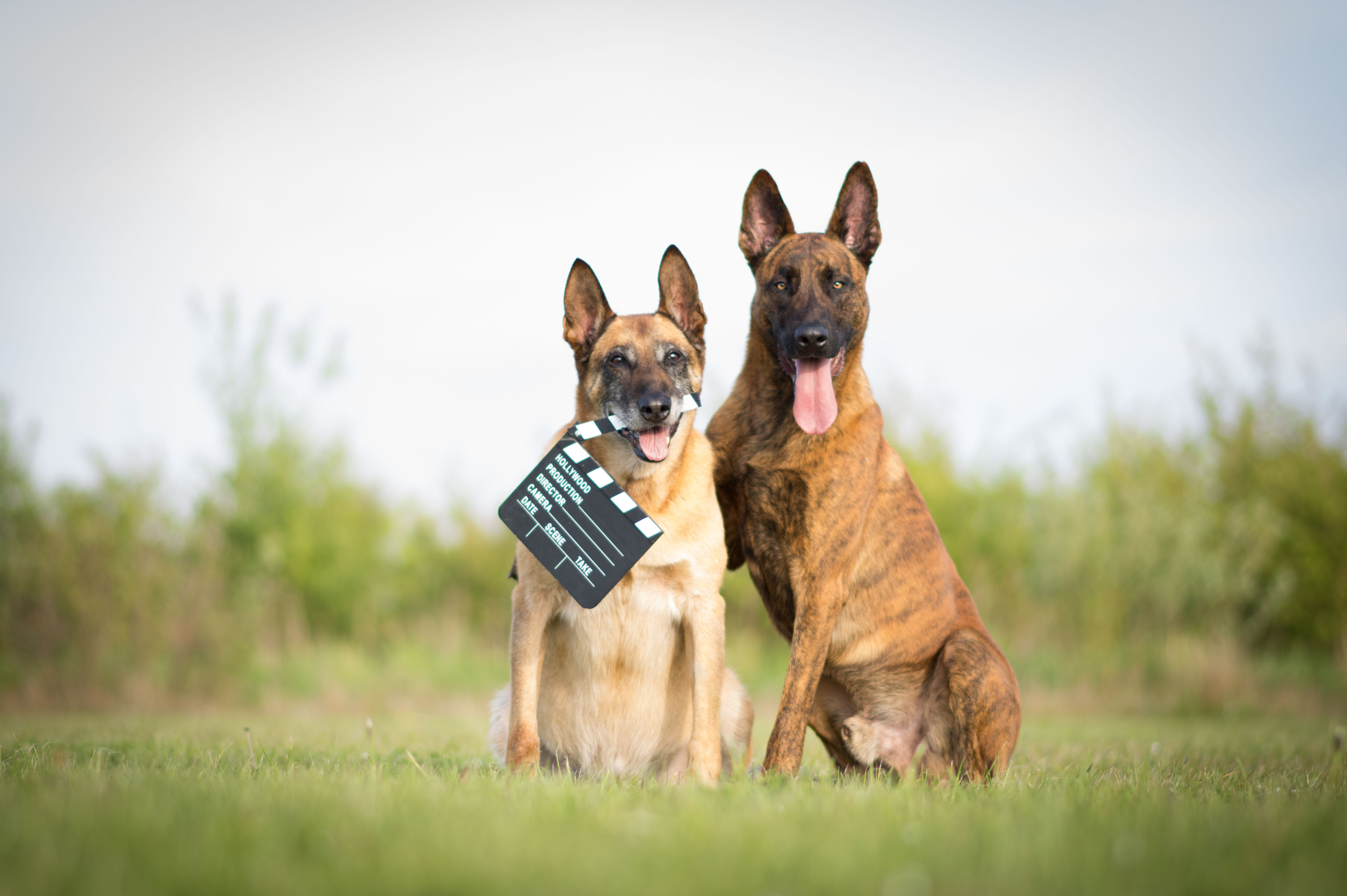 Berry best sale 2 malinois