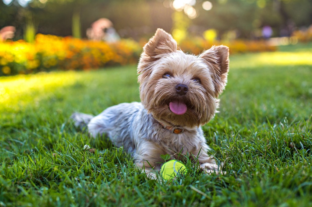 Beautiful Yorkshire terrier playing with a ball on a grass