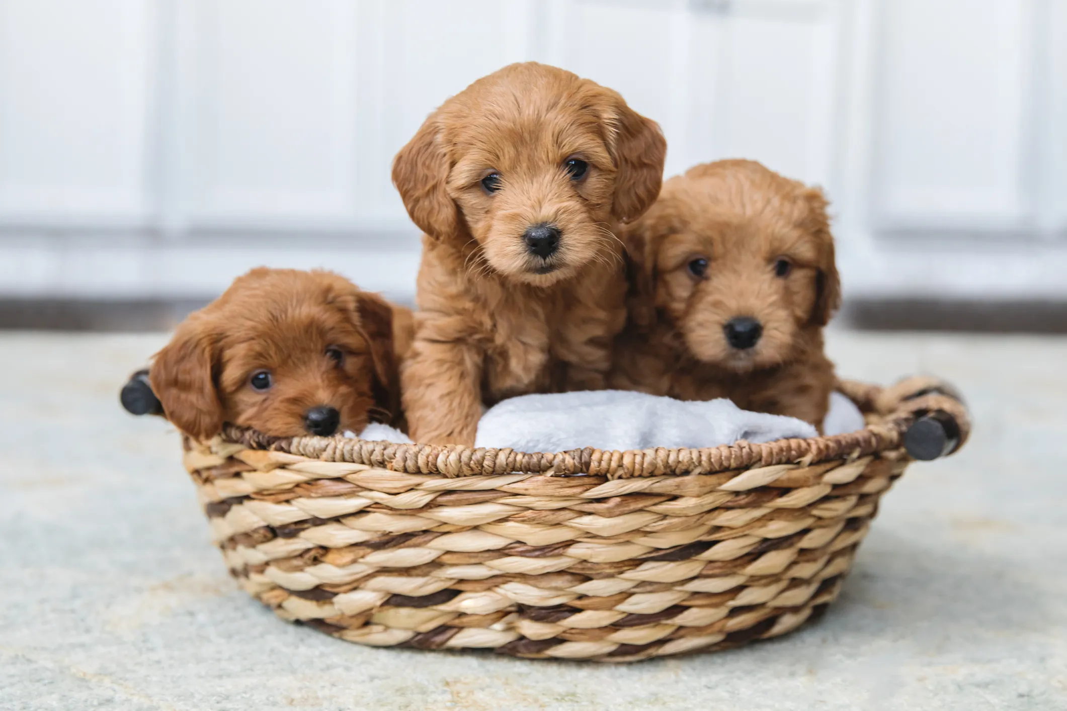 Baby 2024 golden doodles