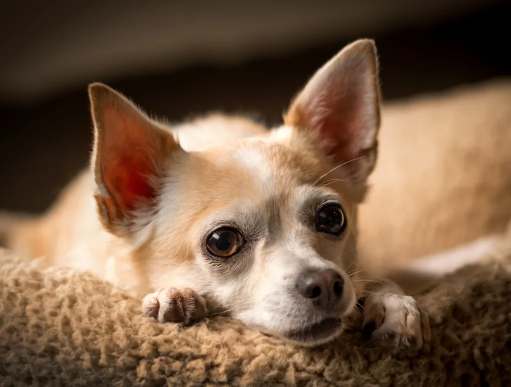 Chihuahua resting in bed