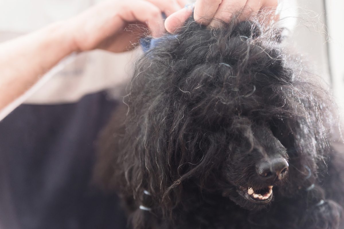 Poodle deals hair matting