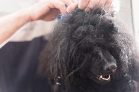 Poodle dog with matted fur being groomed