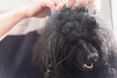 Poodle dog with matted fur being groomed