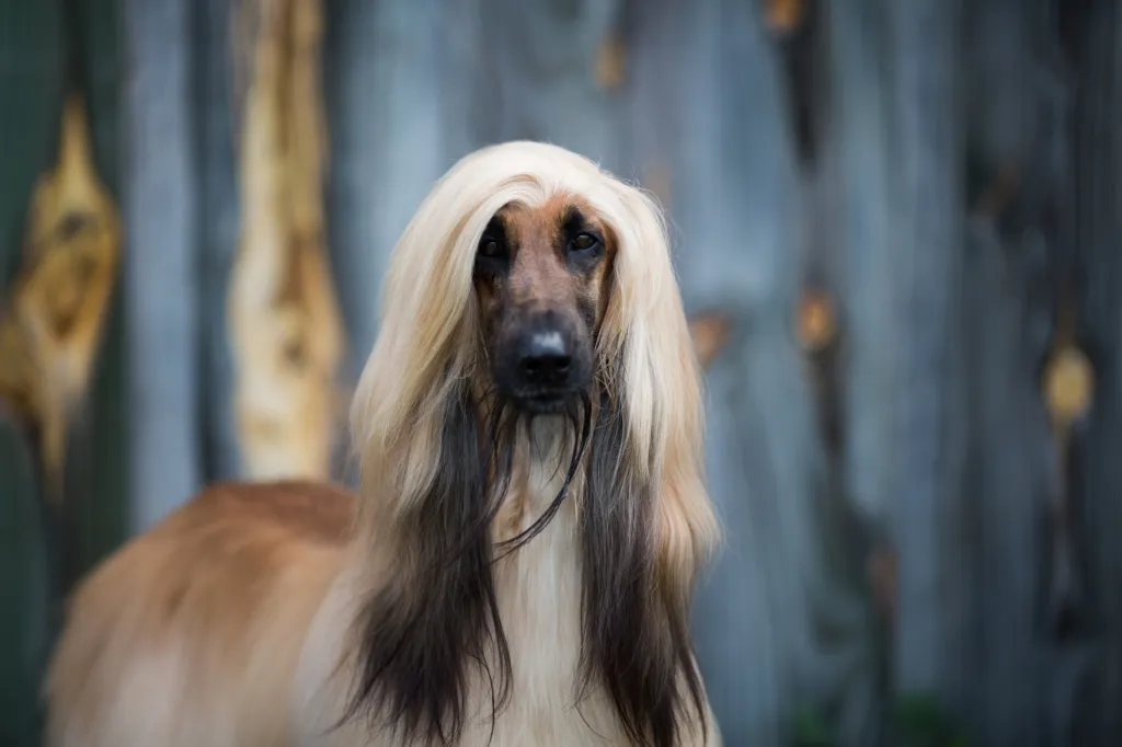 Afghan Hound Dog Breed Information  Characteristics