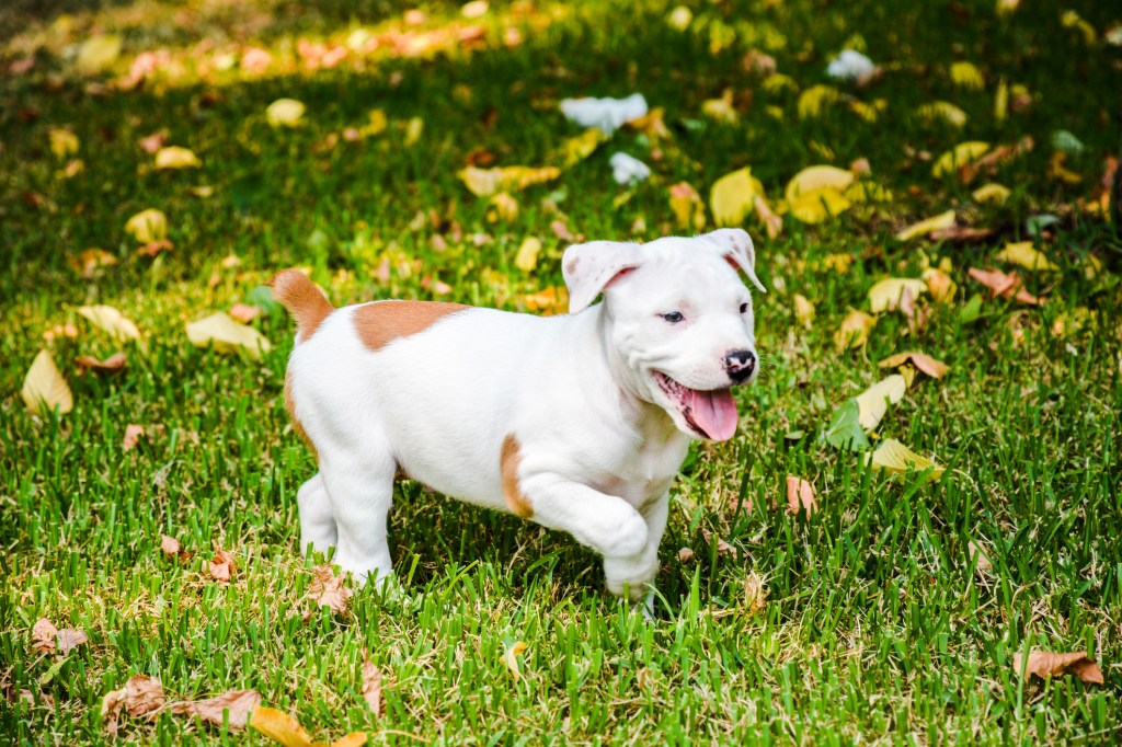 Pit Bull puppy running in grass