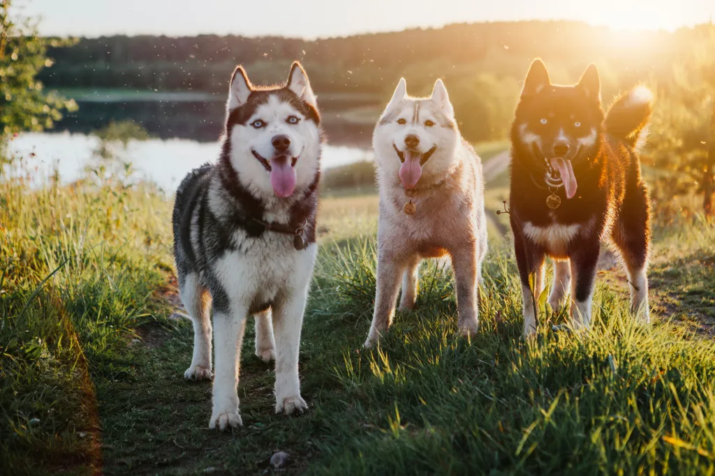 Three dogs Siberian husky in nature