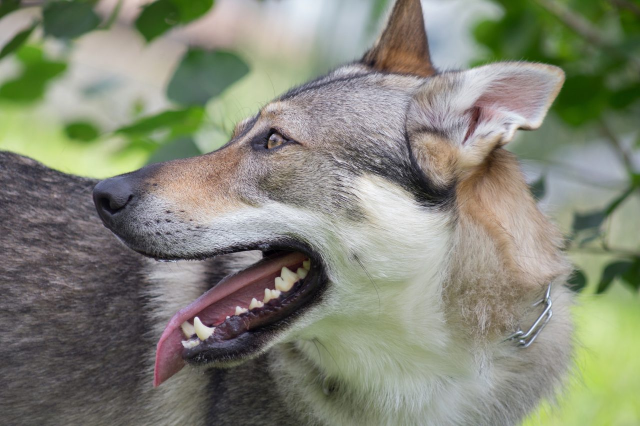 Czechoslovakian Vlcak Wolf Dog Breed Information   GettyImages 1170935564 E1689199356807 