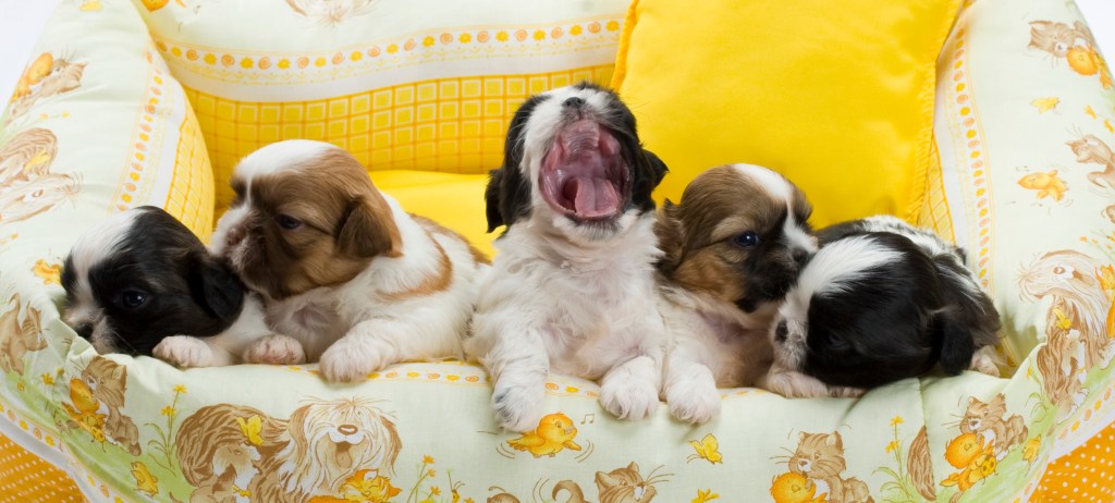 Shi Tzus puppies yawning sitting on sofa.